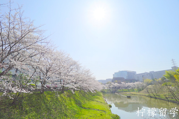 日本大学别科申请