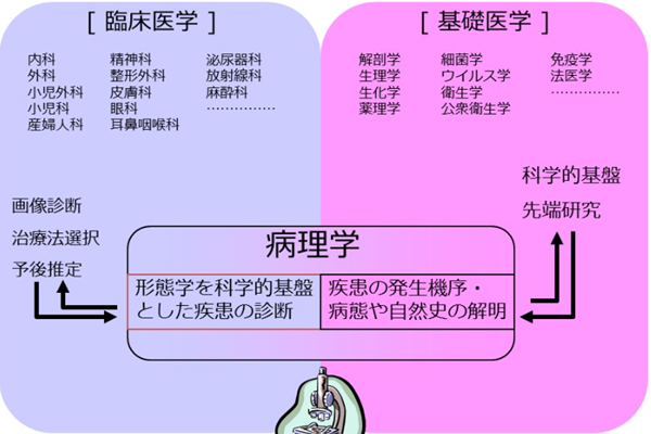 日本留学,医学本科生去日本读临床研究生,日本留学医学本科,