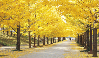 赴日留学,日本入学是几月,日本学校开学时间,日本留学,
